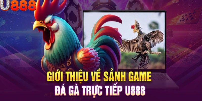 Sơ lược tin tức về sảnh đá gà U888